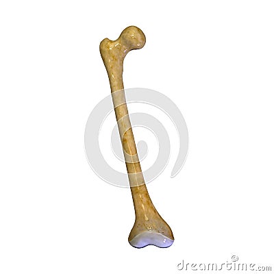 Femur bone Stock Photo